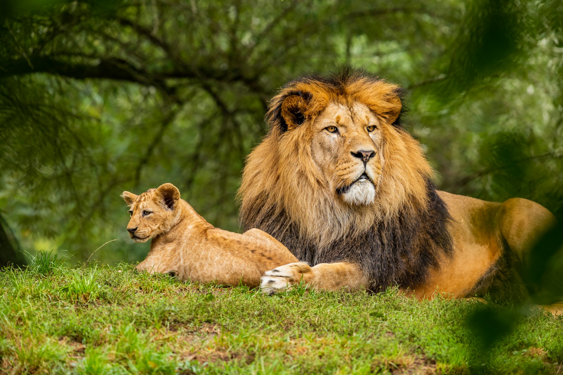 A lion and lioness resting in the grass