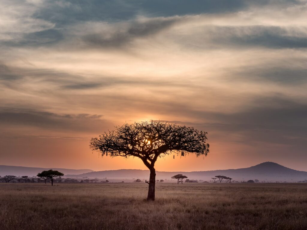 Acacia at dusk