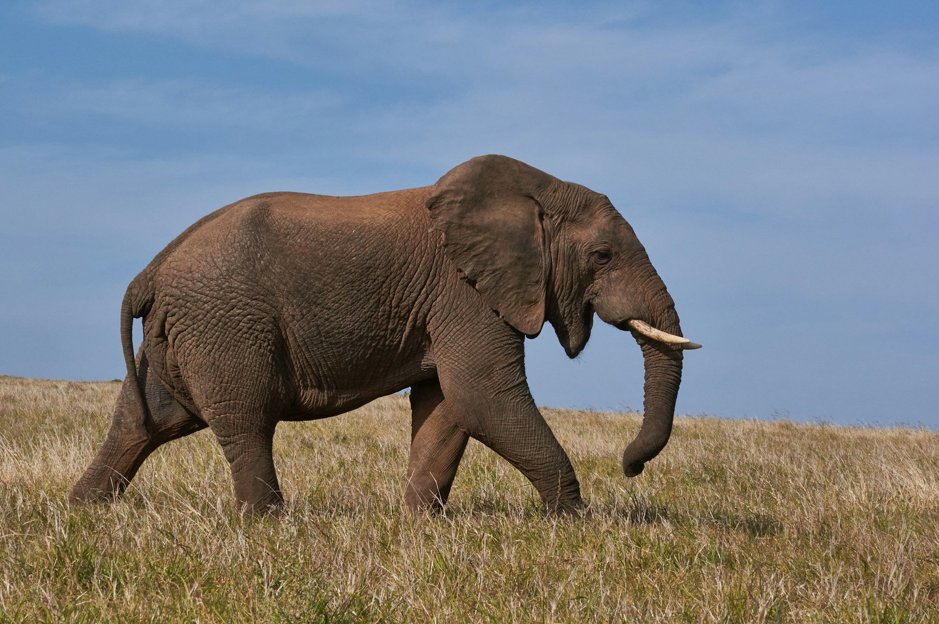 African elephant crossing open grassland