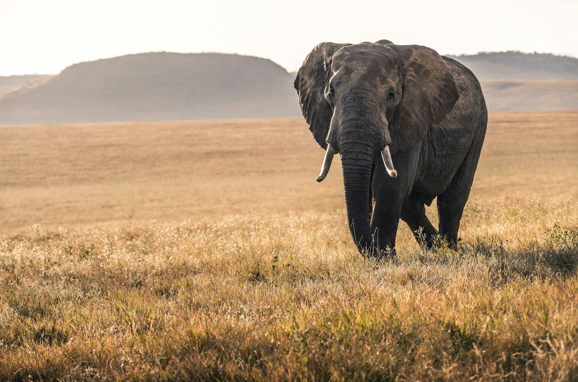 Elephant in golden grass