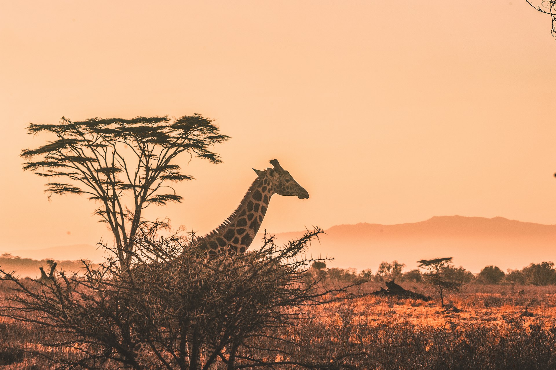 Giraffe on the African savanna