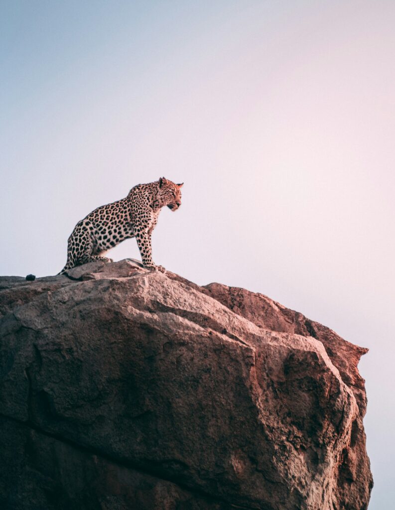 Leopard surveying from a rock