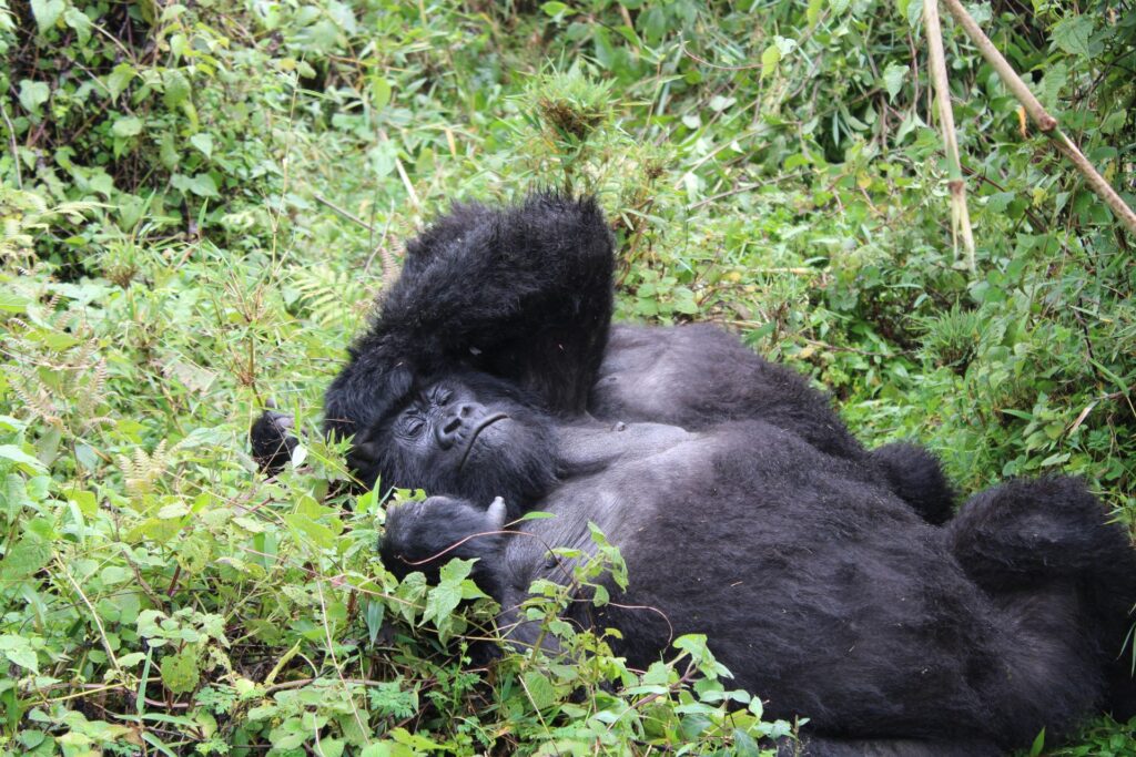 Mountain gorilla resting, Rwanda