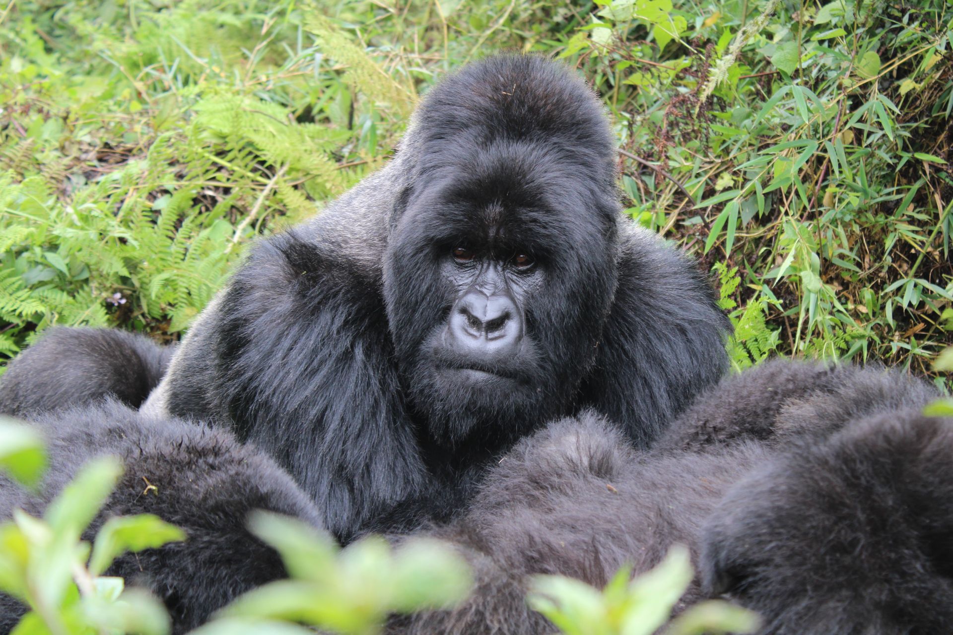 Silverback mountain gorilla in Kinigi forest