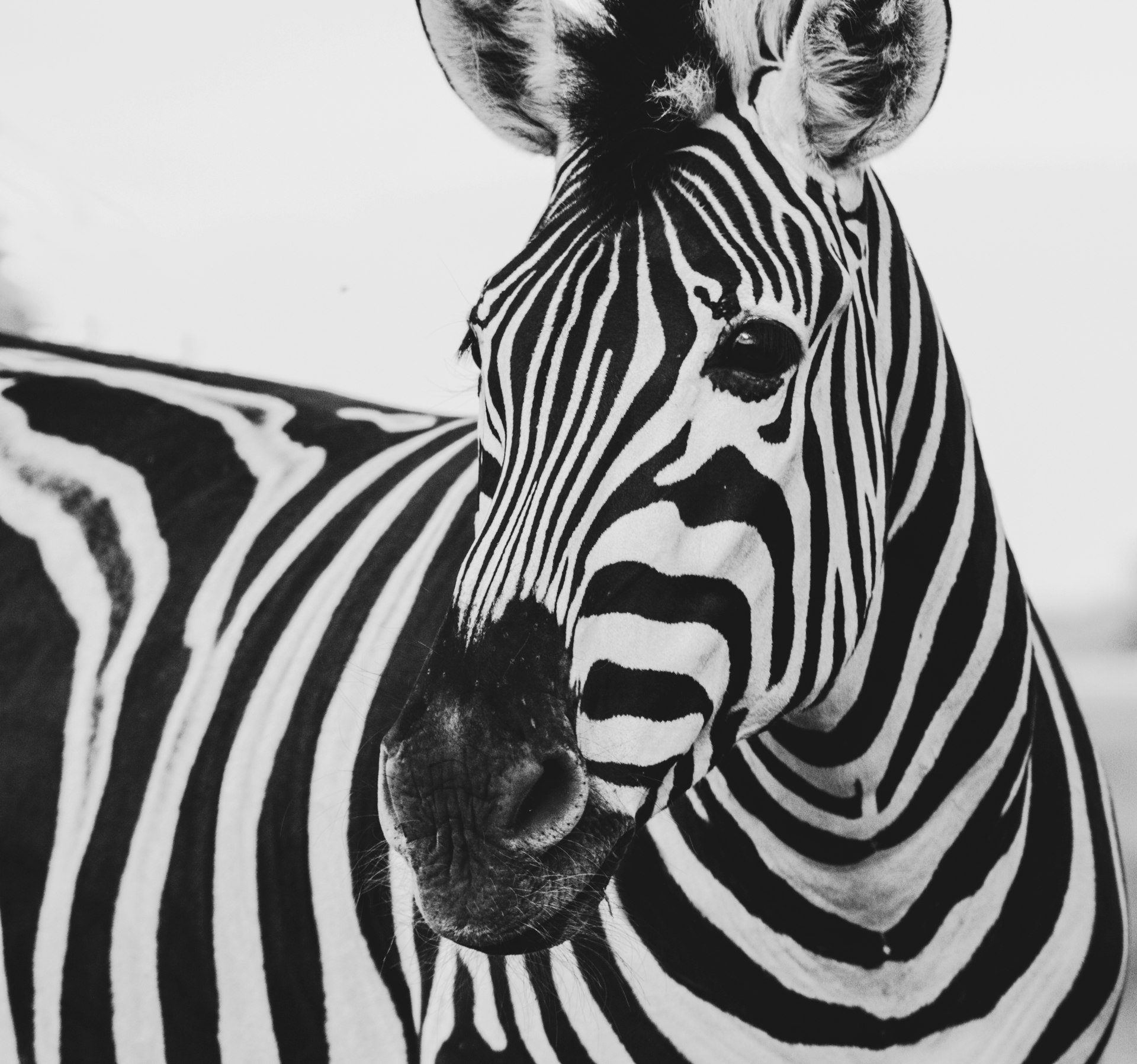 Zebra in black and white